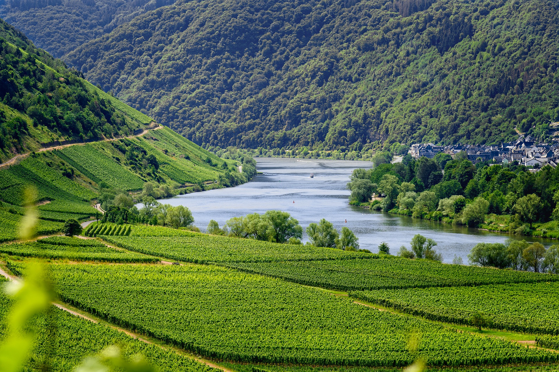 Investissement-Foncier-Forêts-Vignobles