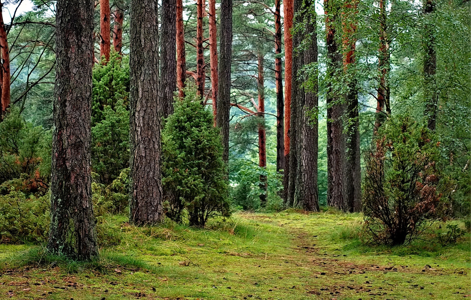 GFF - Groupement Foncier Forestier
