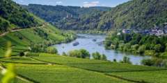 Investir dans les Forets et les Vignobles Investir dans les Forets et les Vignobles