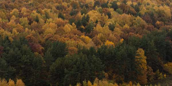 Forêt - Fiscalité Groupement Forestier