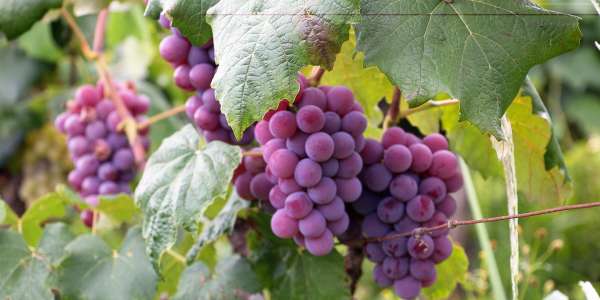 Vignes - Groupement foncier viticole
