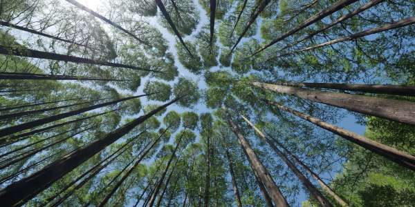 Comment Investir dans les Bois et Forêts